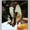 Papilio dardanus - Suedafrika - wien-a m01.jpg